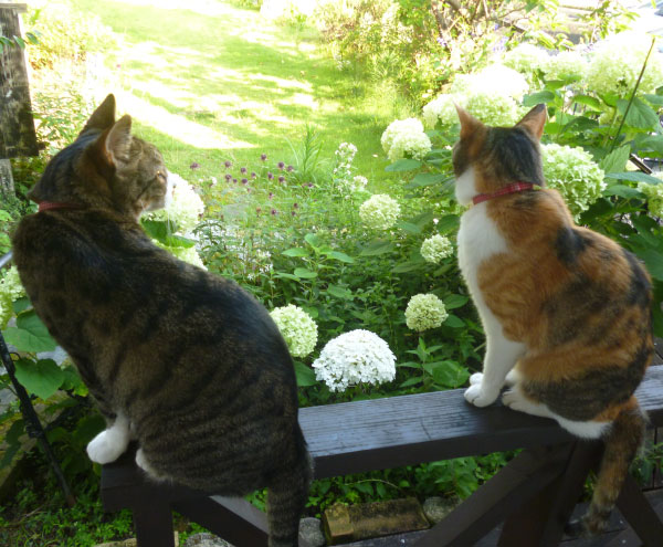 芝生エリア　キャットラン2
